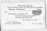 Image Associated With the Occurence